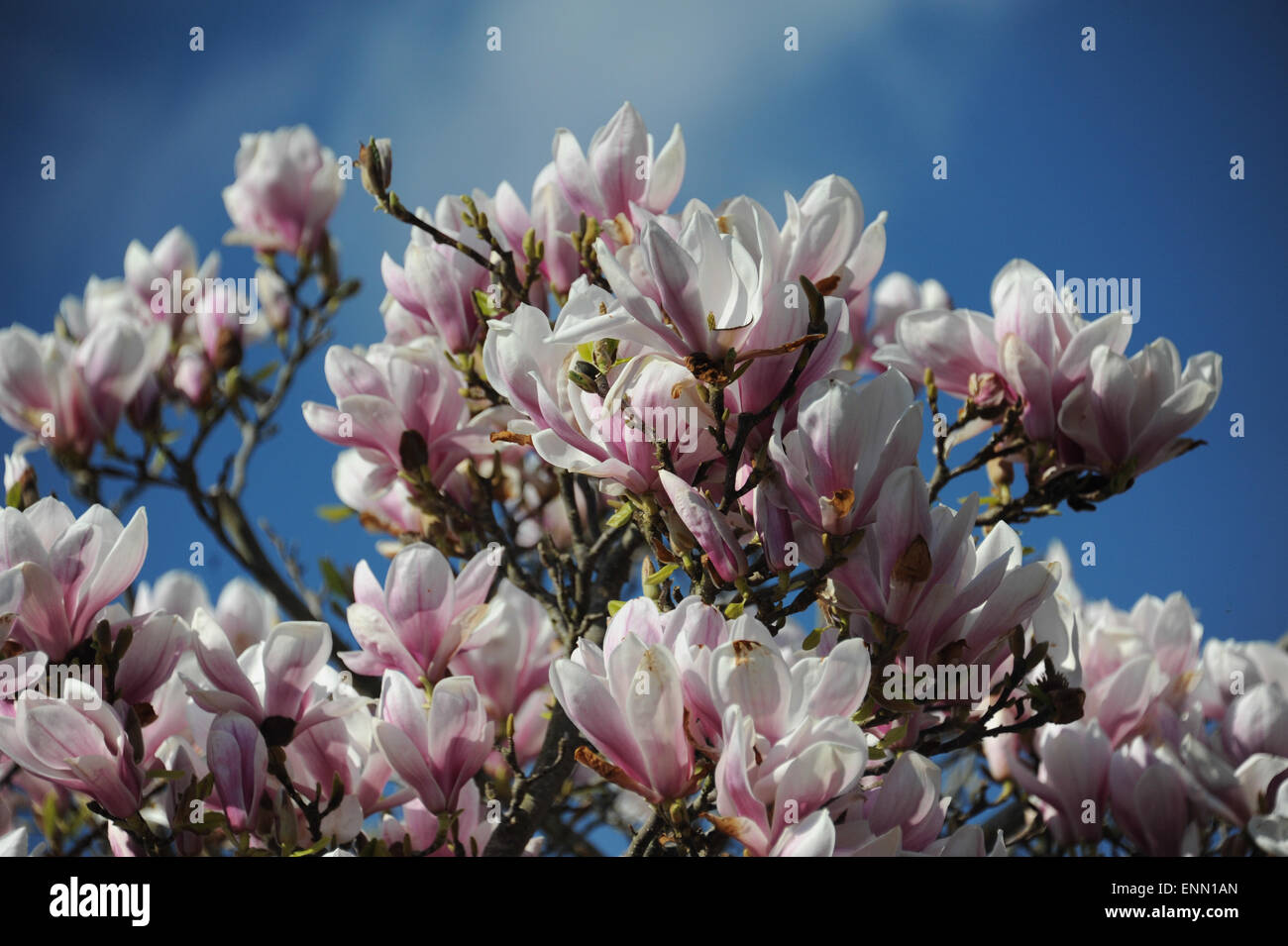 Magnolia tree full bloom hi-res stock photography and images - Alamy
