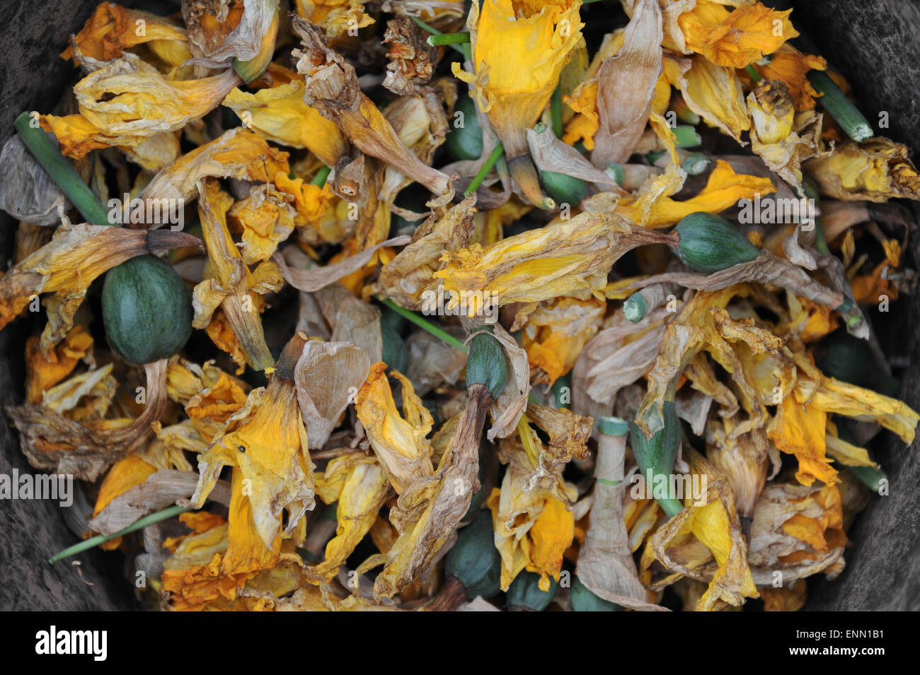 Dead daffodil head hires stock photography and images Alamy