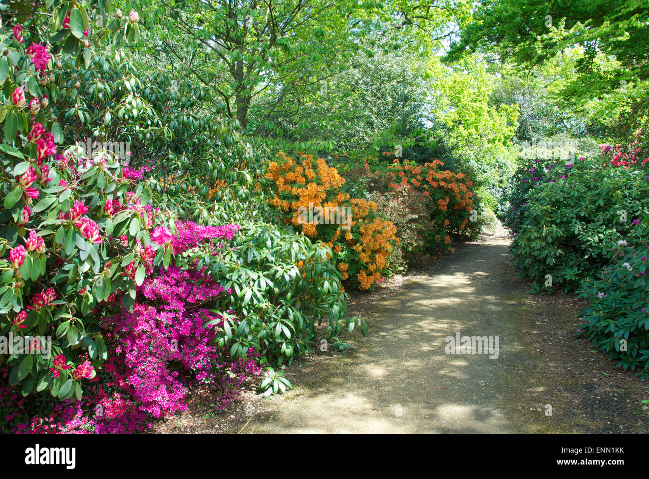 Early summer-flowering rhododendrons and azaleas at Langley Park Country Park, Buckinghamshire Stock Photo
