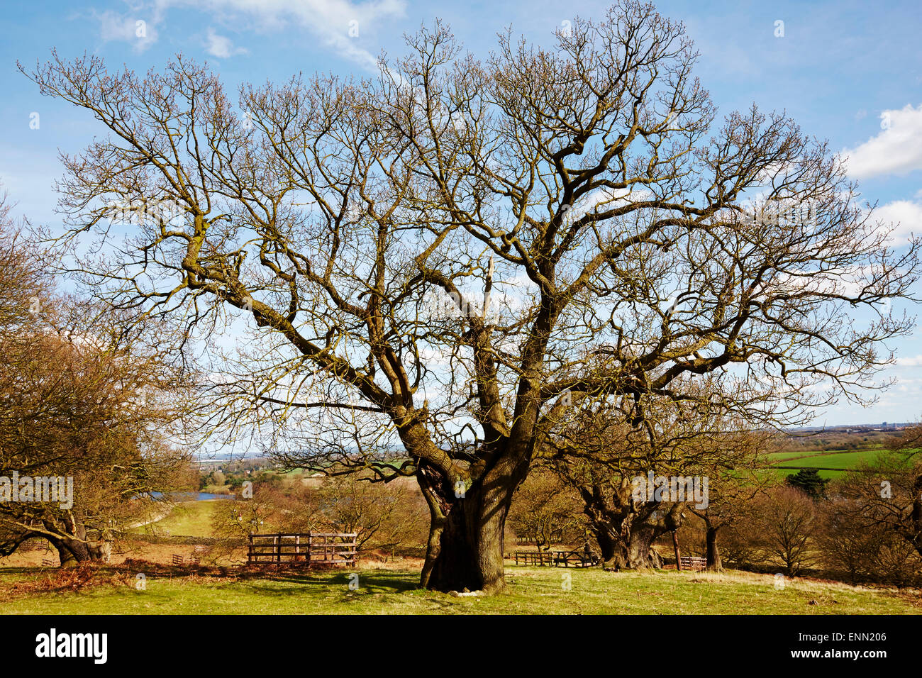 Old oak tree hires stock photography and images Alamy