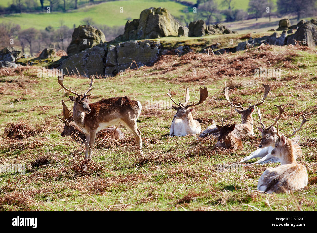 Deer in Bradgate Park, Leicestershire. Stock Photo