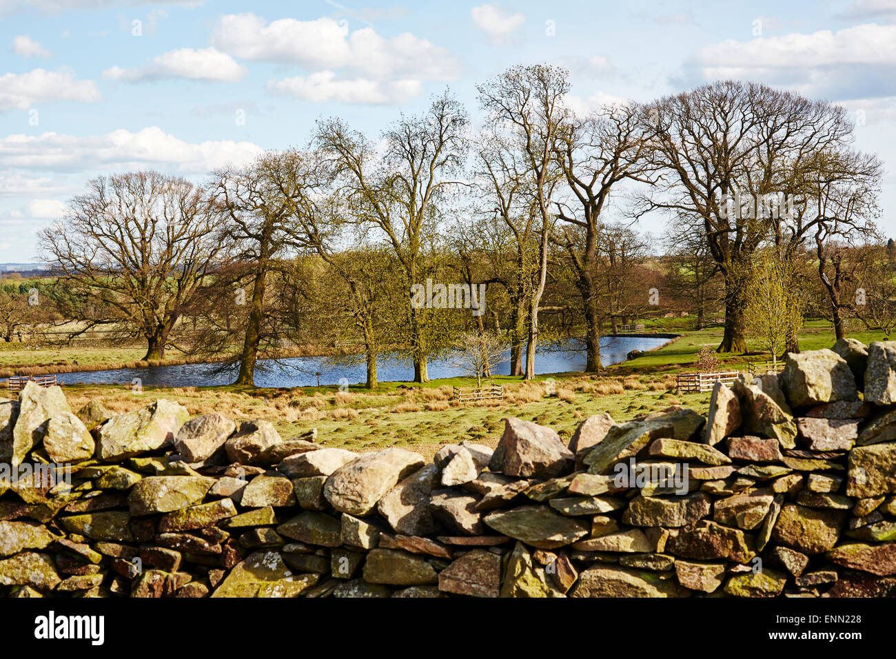 Trees at Bradgate Park, Leicestershire Stock Photo - Alamy