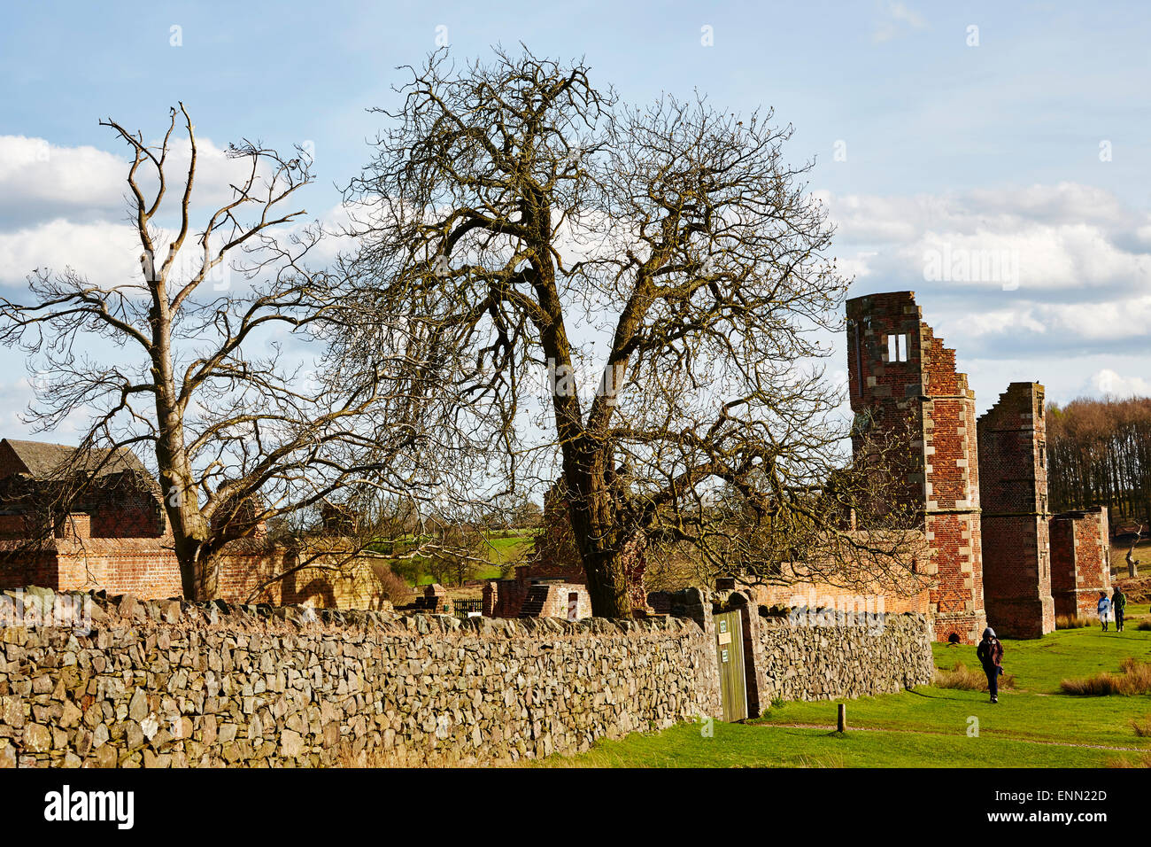 Large trees among the ruins of Bradgate House in Bradgate Park