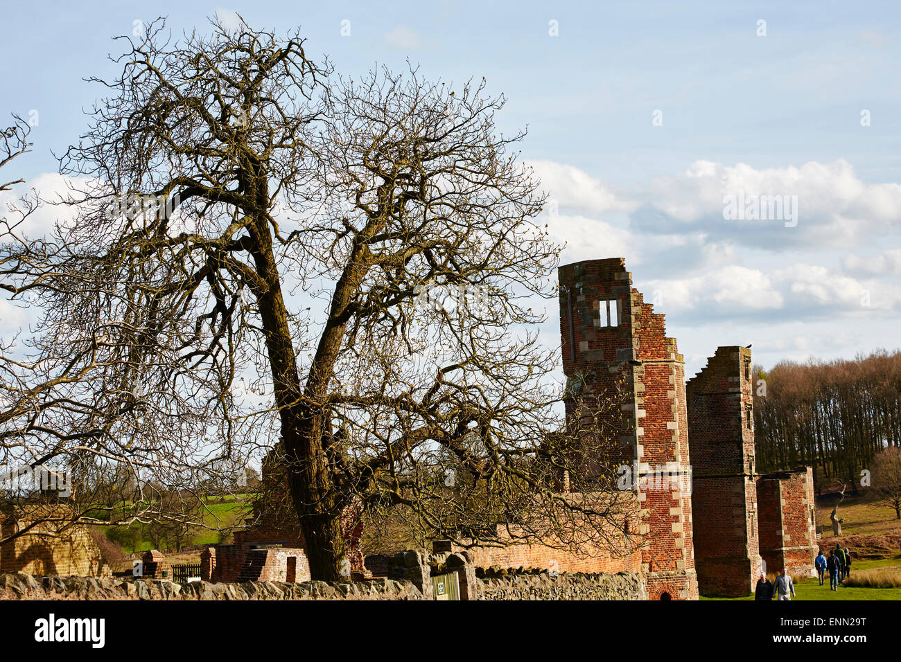 Large tree among the ruins of Bradgate House in Bradgate Park