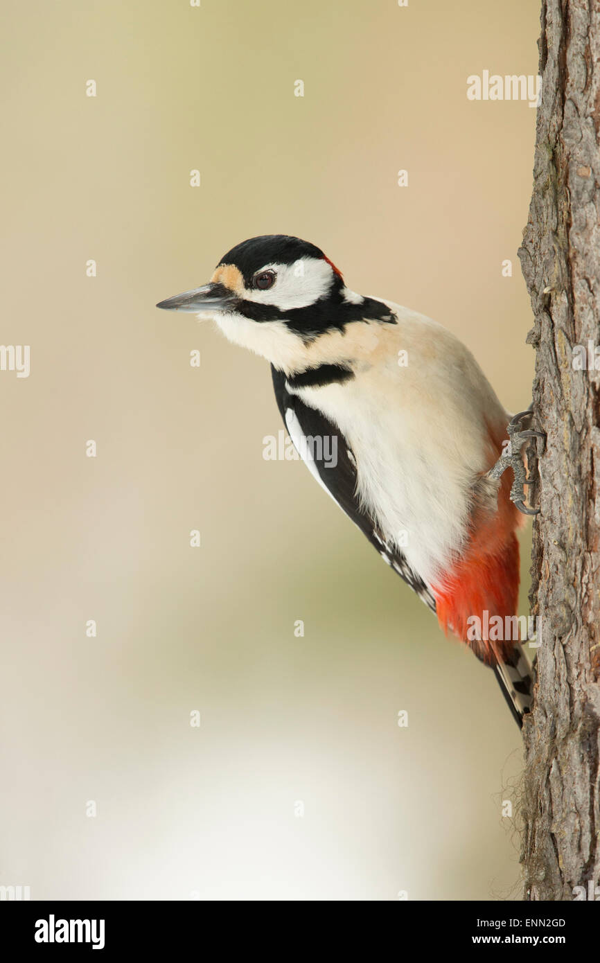 Great spotted woodpecker, Dendrocopos major, Taiga forest, Finland Stock Photo