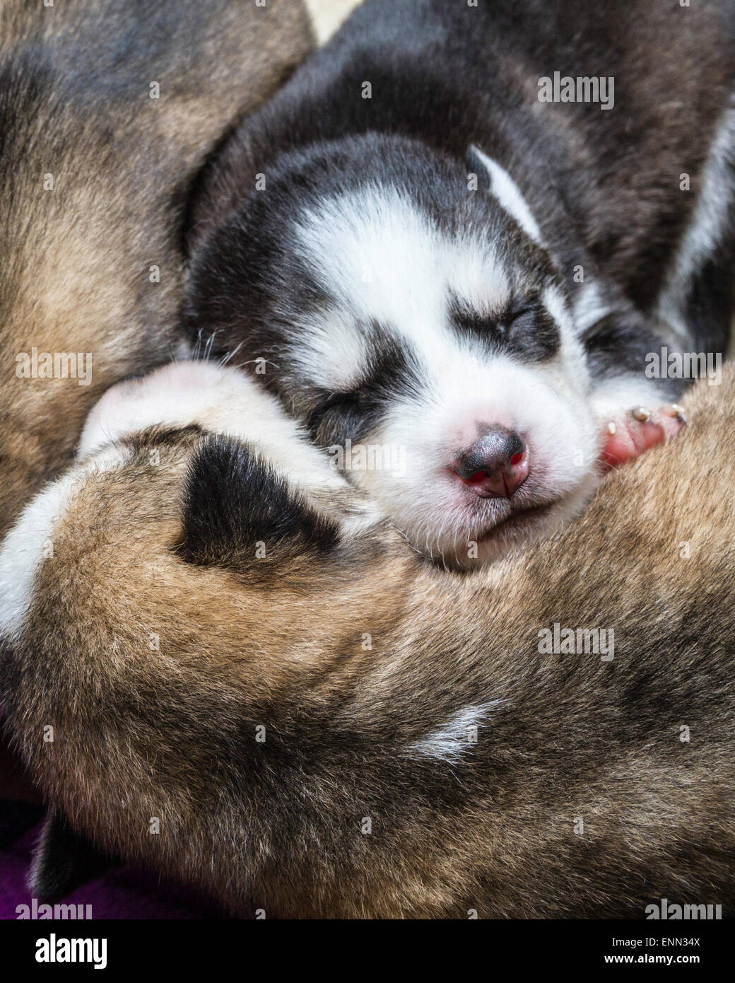 2 week old husky puppies