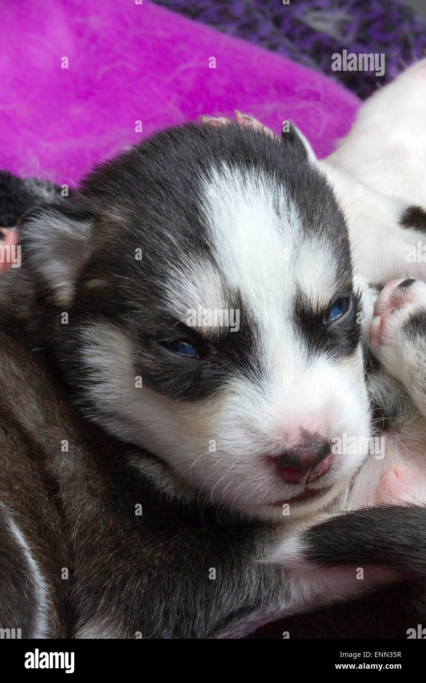 2 week old husky puppies