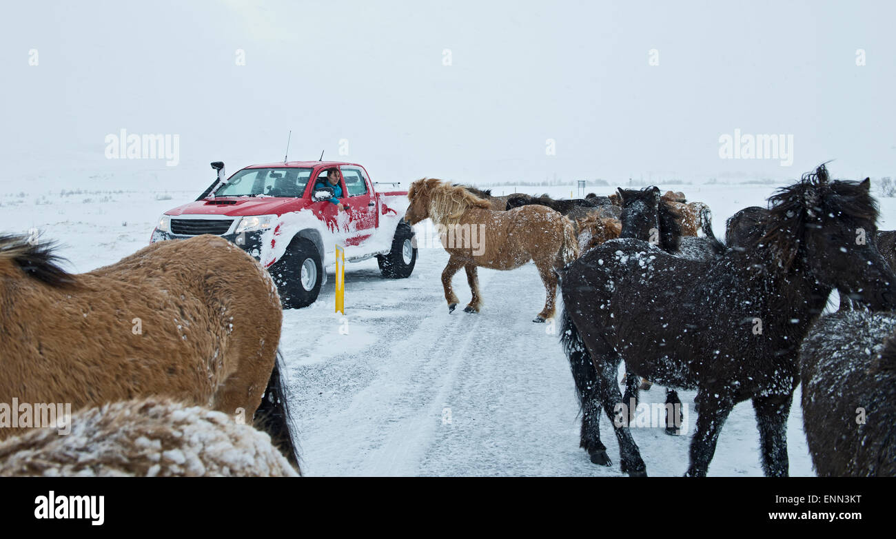 customised Icelandic 4x4 pick up truck on the No1 road that got blocked by Icelandic horses Stock Photo