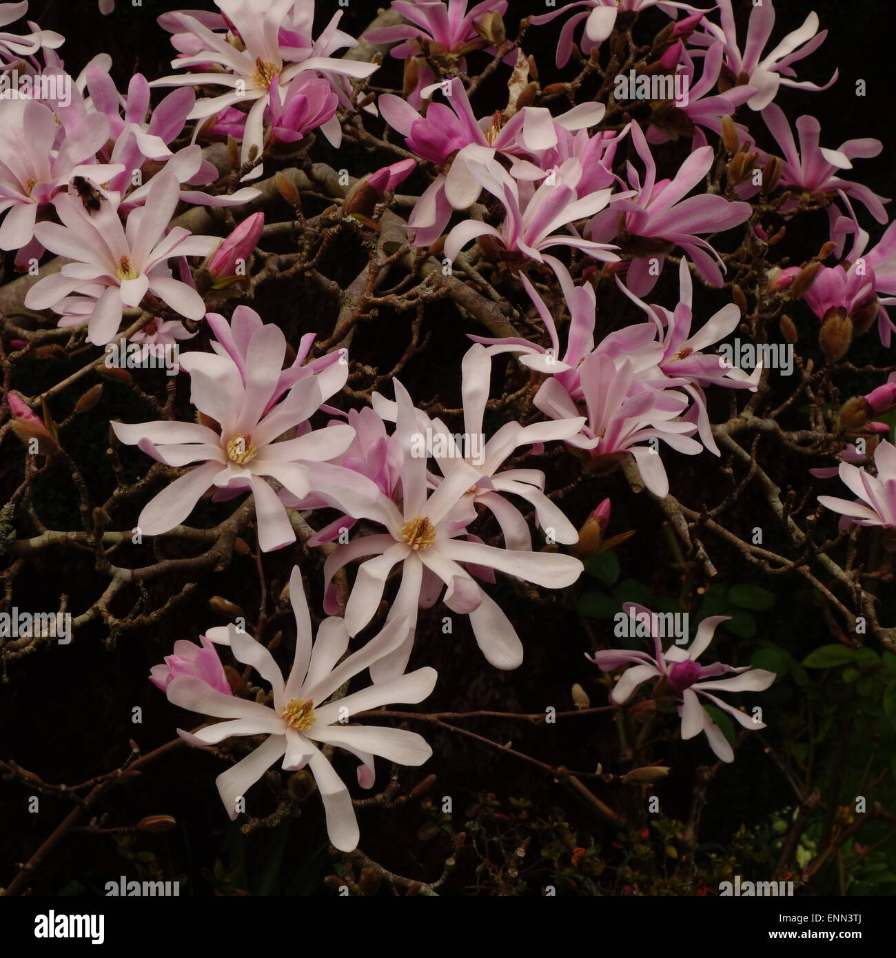 Magnolia × loebneri 'Leonard Messel' Stock Photo - Alamy