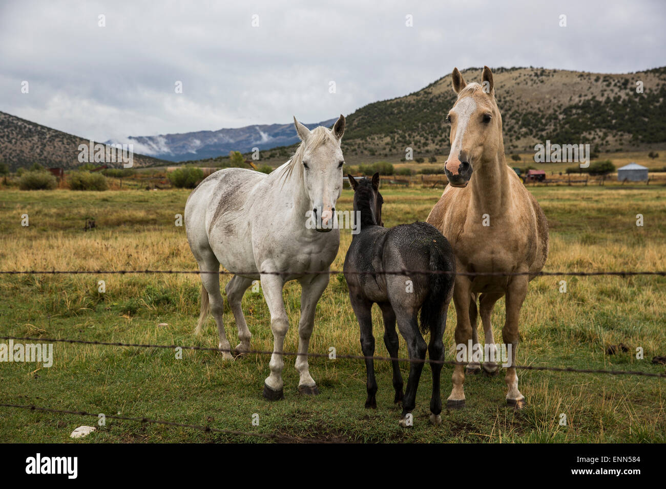 Three horses stand together in Idaho Stock Photo