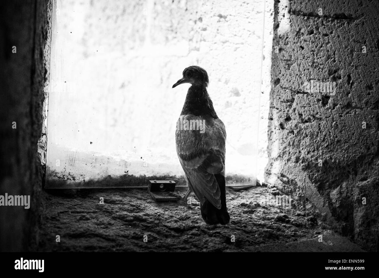 Pigeon trapped in the abbey of Moissac starving to death of hunger and thirst, longing for freedom Stock Photo