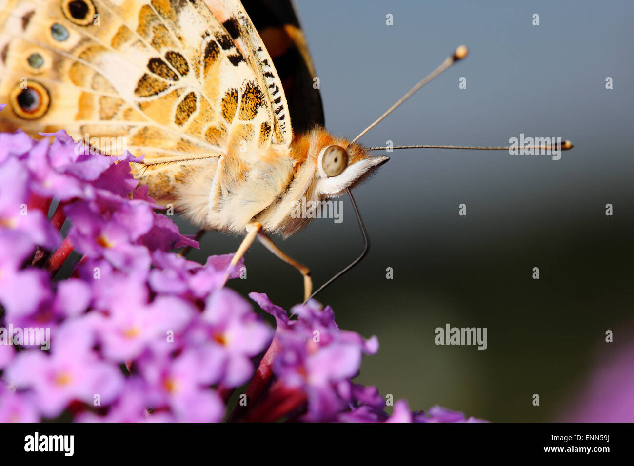 Closeup of Painted Lady Butterfly feeding on Buddleia flowers, Vannessa