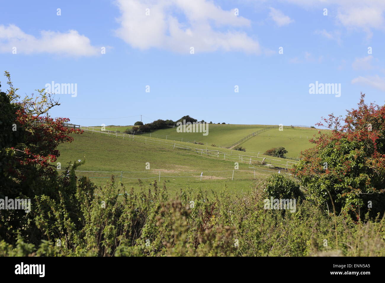 Green grass farming pasture fields under blue sky in Preston, Dorset, UK Stock Photo