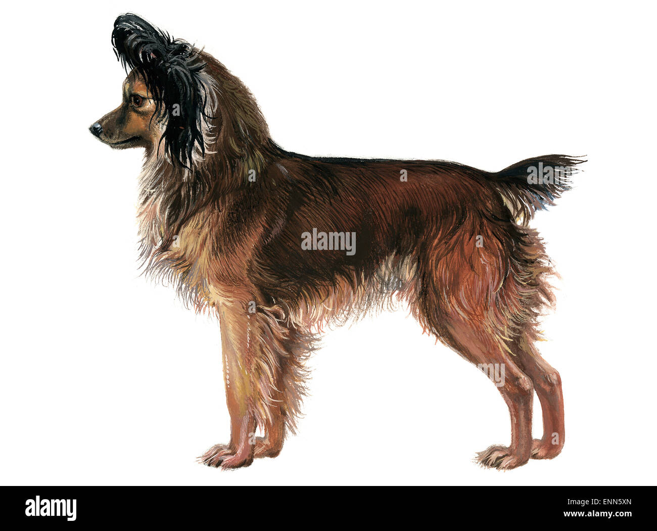 Moscow Longhaired Toy Terrier Companion Dogs Horizontal Format