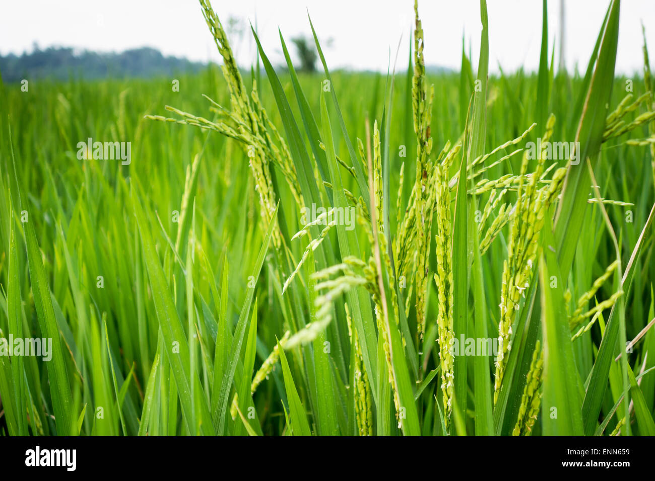 Rice, Banyuwangi, Java, Indonesia Stock Photo