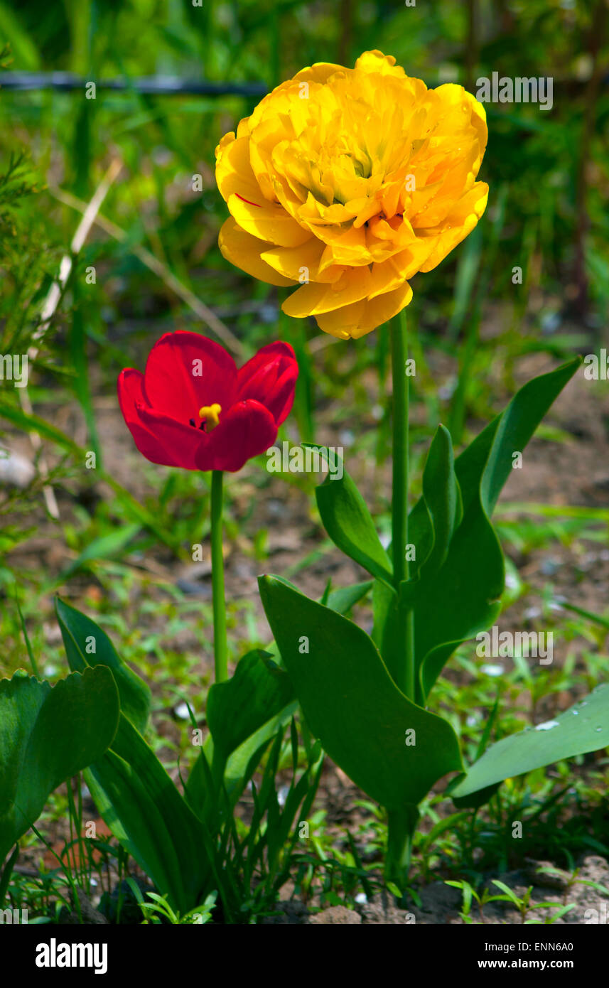 Желтый цветок голандского тюльпана(Tulipa Stock Photo - Alamy