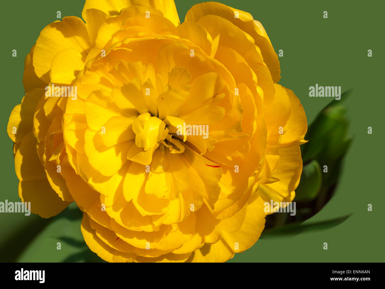 Желтый цветок голандского тюльпана(Tulipa Stock Photo - Alamy