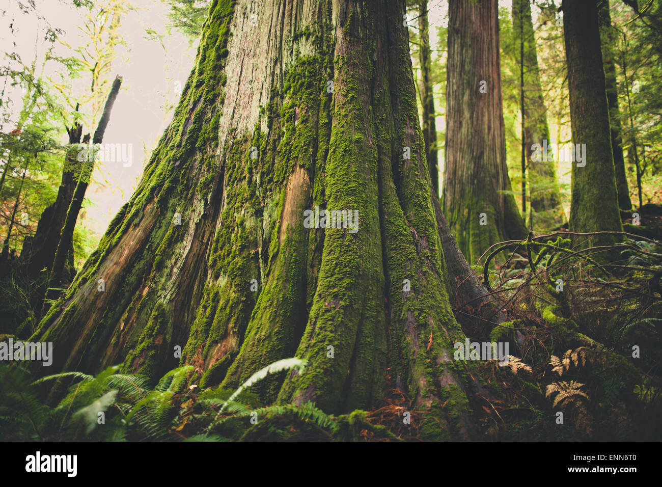 Old growth forest in British Columbia, Canada. Stock Photo