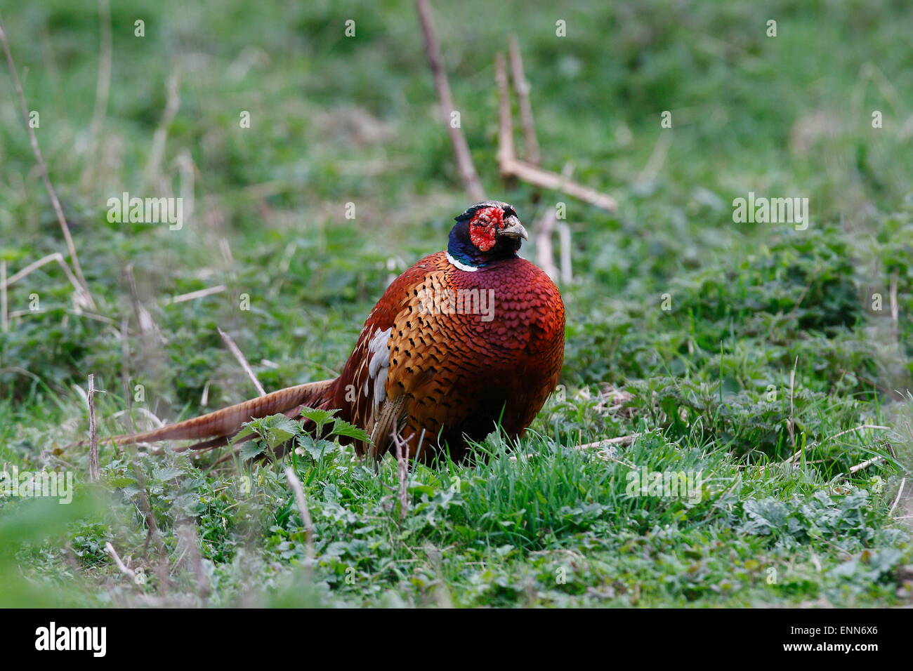 Disfigurement hi-res stock photography and images - Alamy