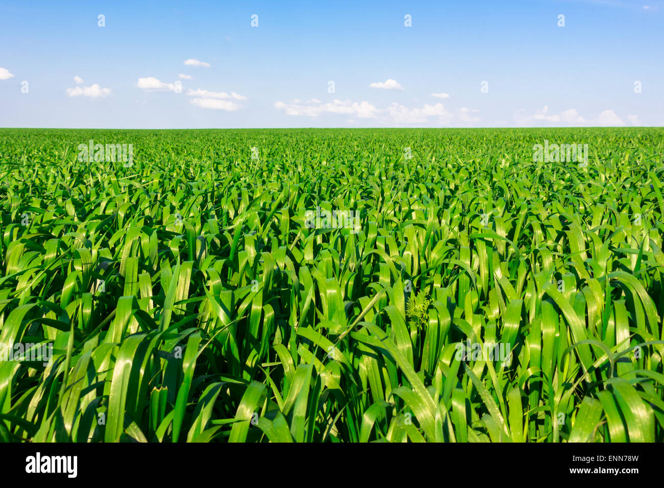 Green corn field under blue sky with clouds Stock Photo - Alamy