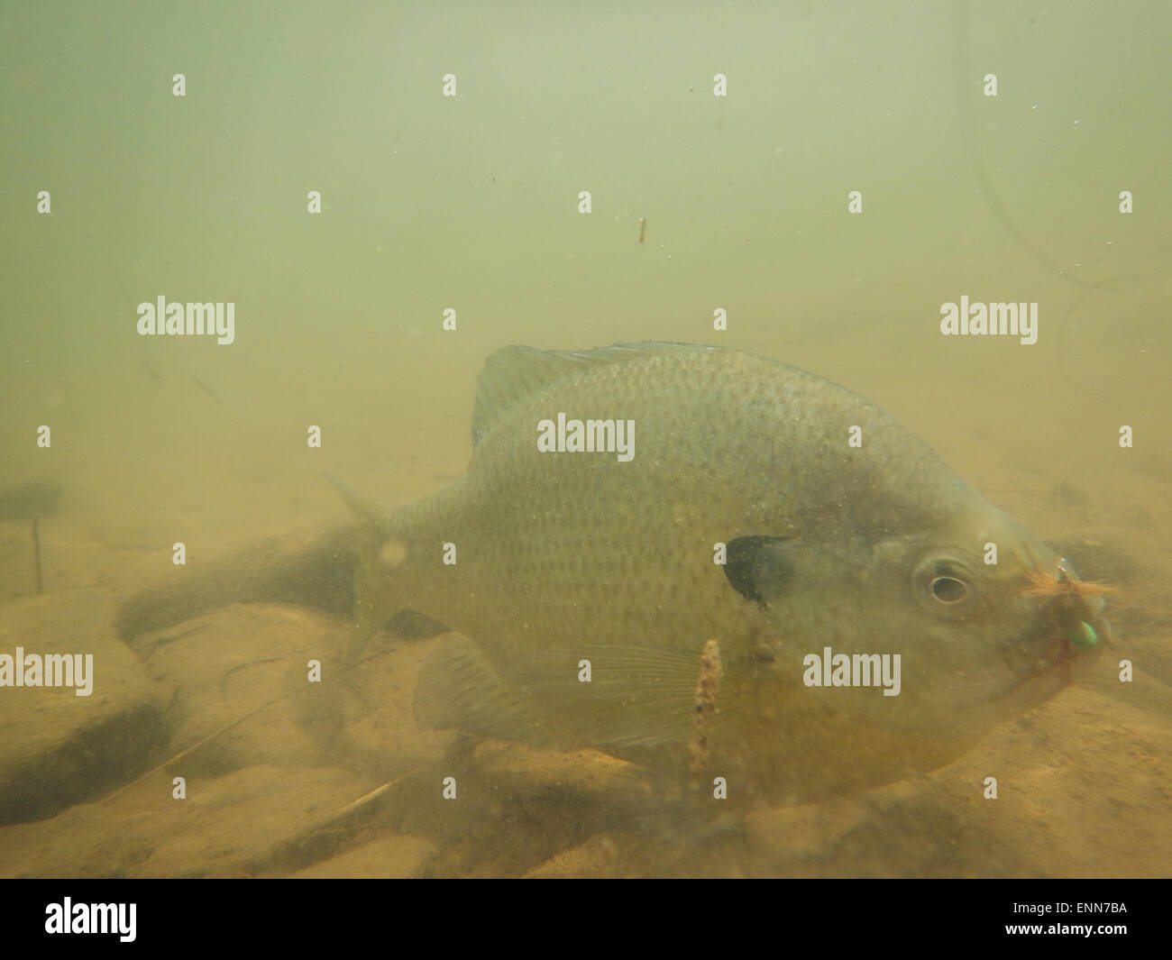 Panfish Sunfish Caught with Worm Hanging on Hook and Fishing Line Above the  Water Stock Photo - Image of amphibian, coral: 227901802