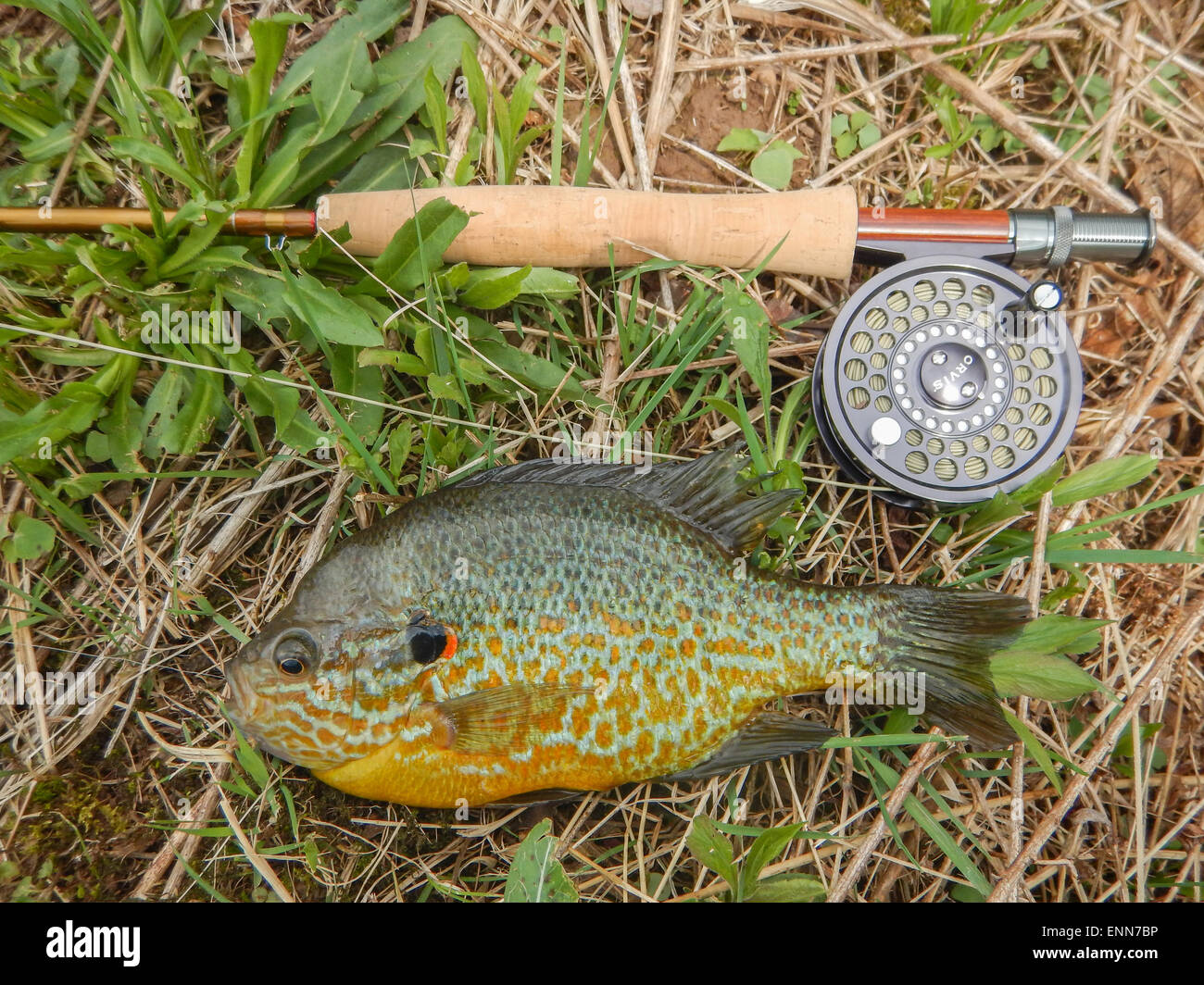 A large Pumpkinseed panfish laying beside a flyrod and reel Stock