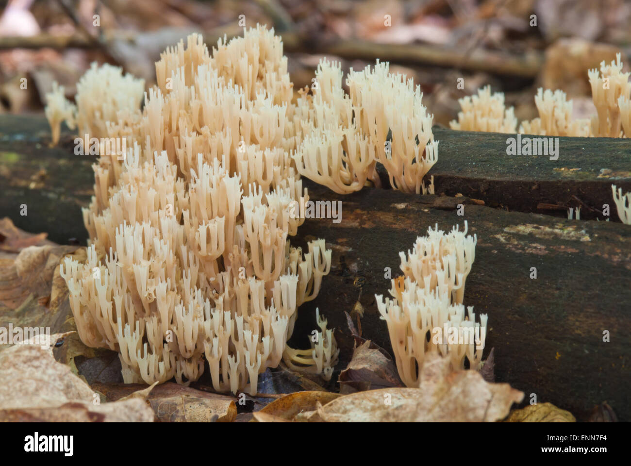 Crown coral fungus, Clavicorona pyxidata, growing on a rotting log in Charleston Lake Provincial Park, Ontario Stock Photo