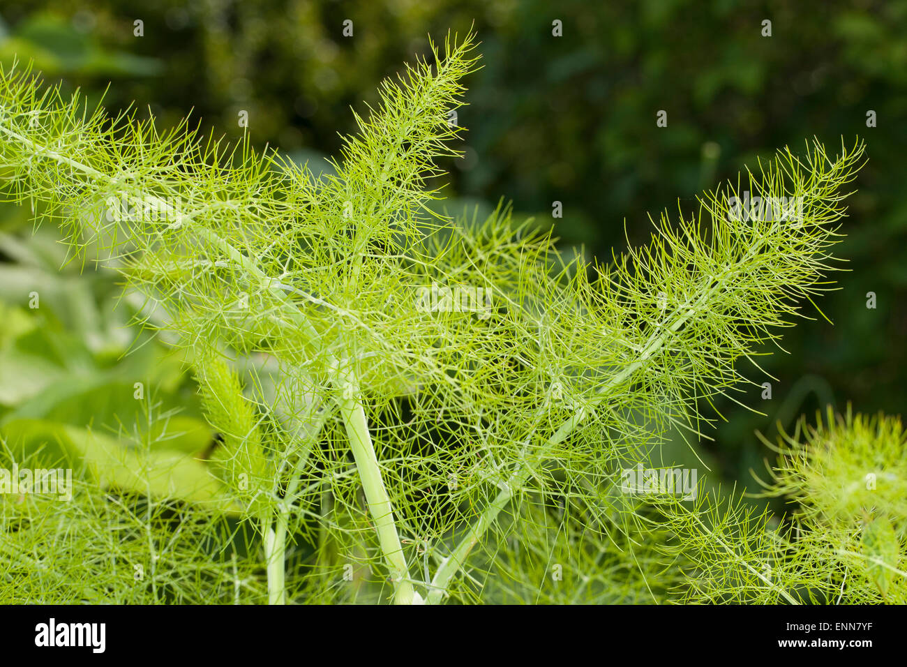 Fennel, Fenchel, Blatt, Blätter, Foeniculum vulgare, Foeniculum officinale, Le fenouil commun Stock Photo