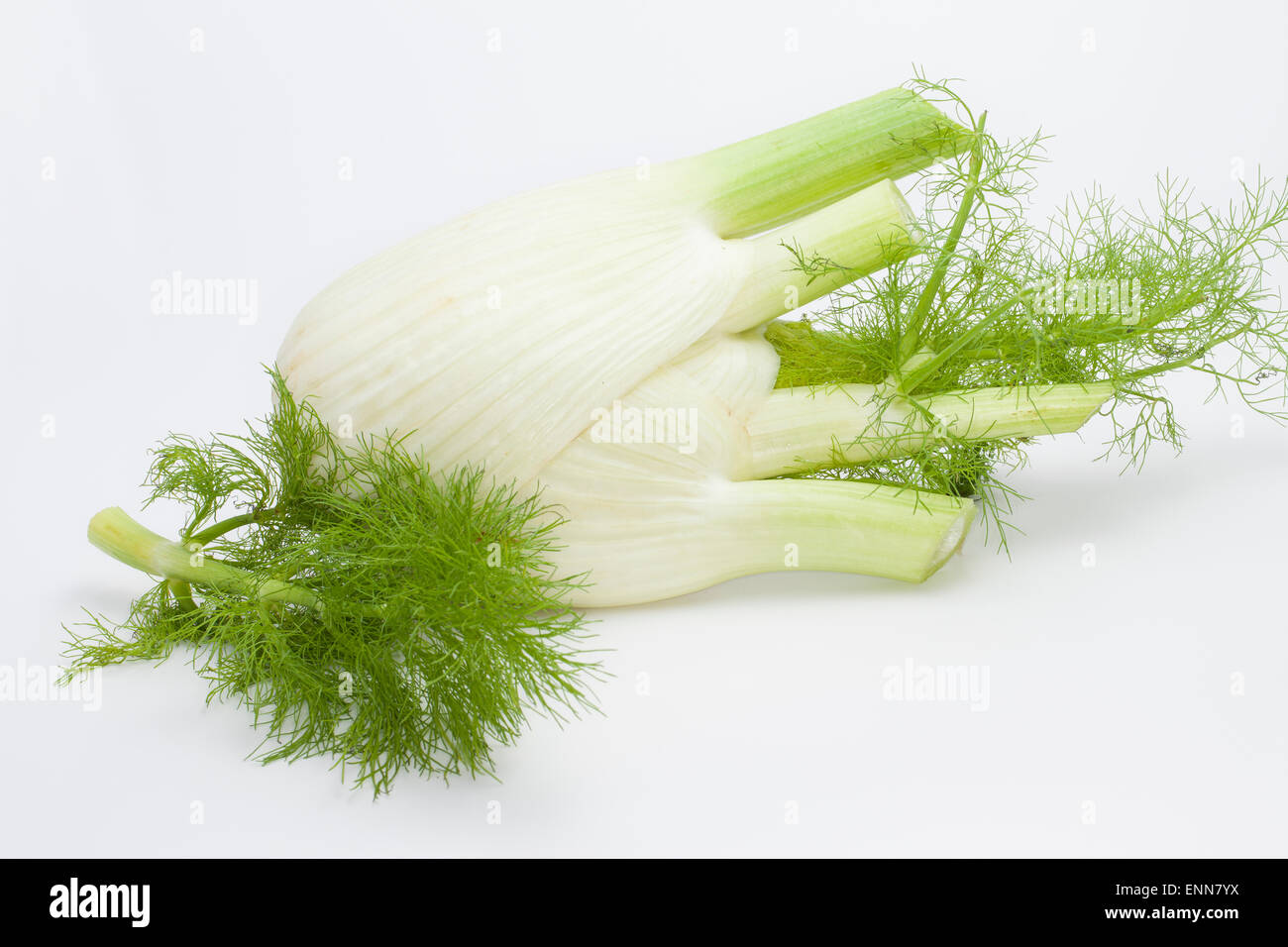 Fennel, sweet fennel, Florence fennel bulb, Fenchel, Knollen-Fenchel, Gemüse-Fenchel, Foeniculum vulgare, Foeniculum officinale Stock Photo