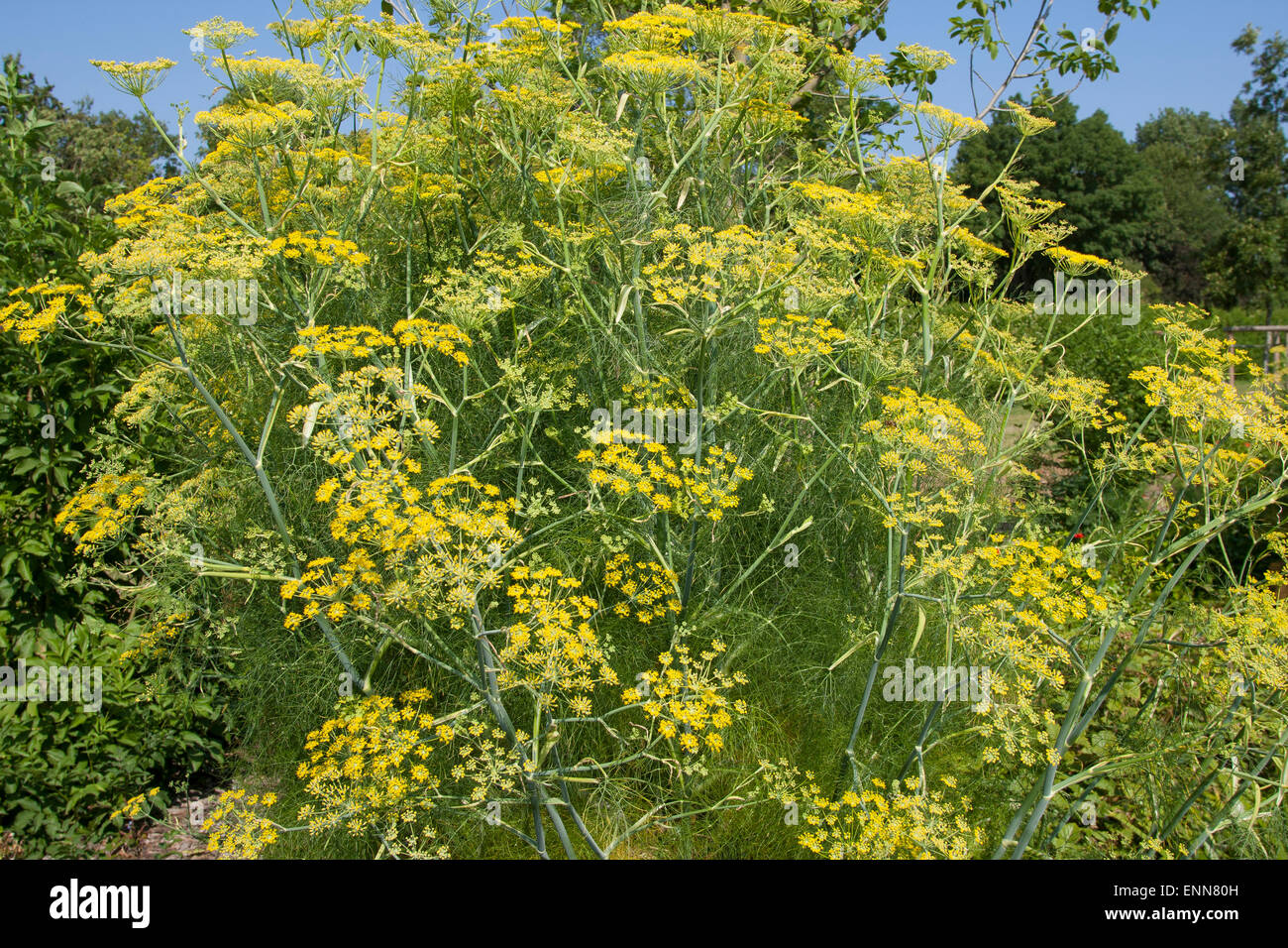 Fennel, Fenchel, Foeniculum vulgare, Foeniculum officinale, Le fenouil  commun Stock Photo - Alamy