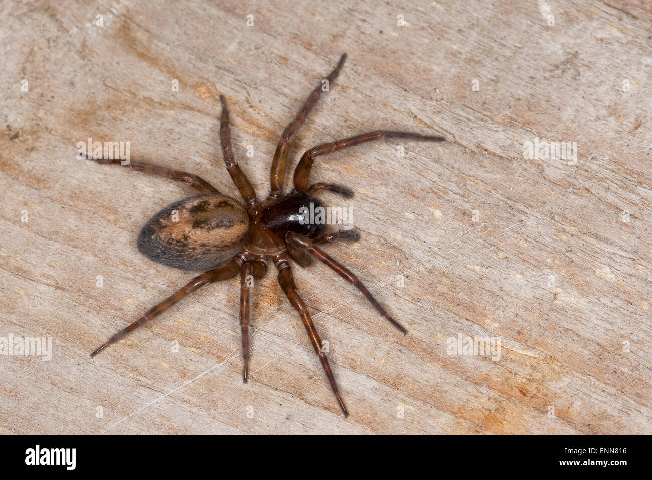 Lace weaver spider, House spider, female, Fensterspinne, Finsterspinne,  Kellerspinne, Weibchen, Amaurobius similis Stock Photo - Alamy