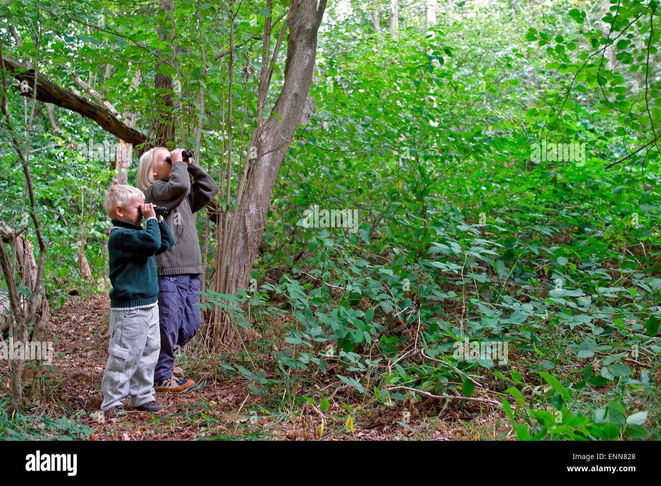 Kid, kids, binoculars, field glasses, wood, forest, Mädchen und Junge, Kind, Kinder beobachten Vögel im Wald mit dem Fernglas Stock Photo