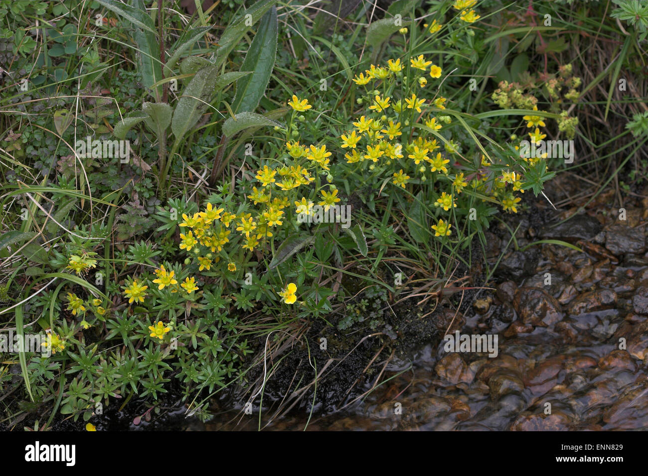 Evergreen Saxifrage, Yellow Mountain Saxifrage, Fetthennen-Steinbrech, Bewimperter Steinbrech, Saxifraga aizoides Stock Photo