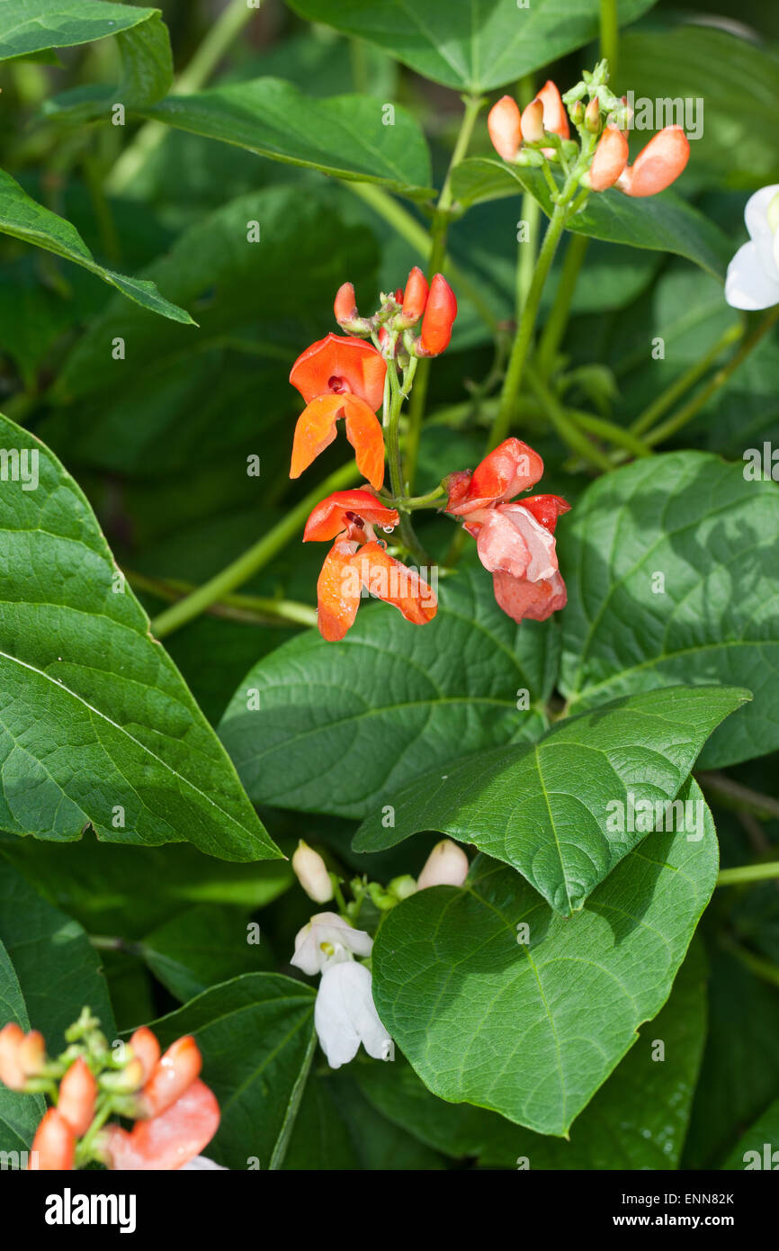 Scarlet runner bean hi-res stock photography and images - Alamy