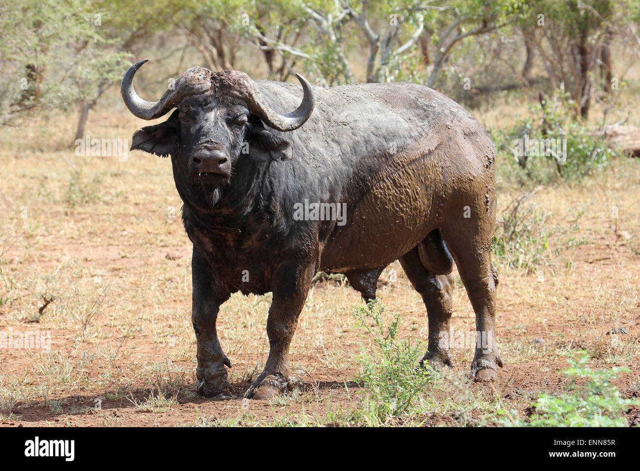 Buffalo Bull after enjoying a mud bath Stock Photo