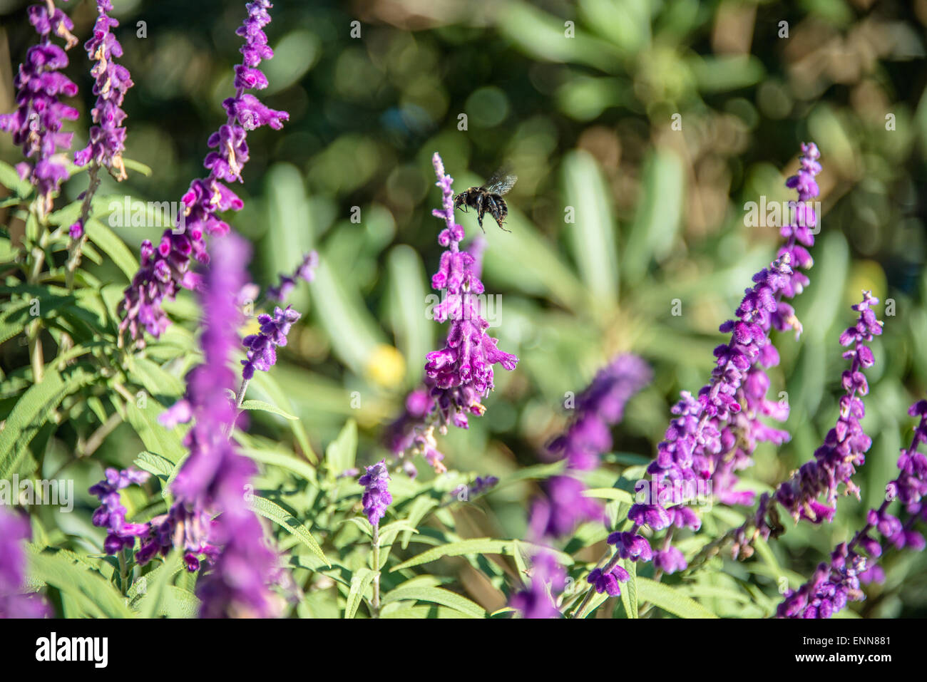 Bumblebee flies over amethyst sage Stock Photo