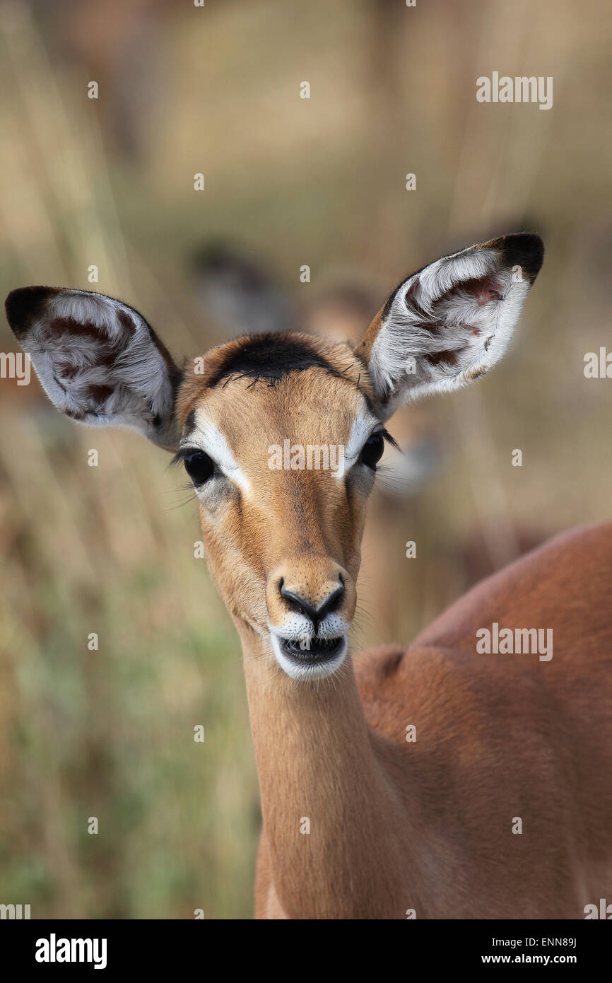 Young Impala High Resolution Stock Photography and Images - Alamy