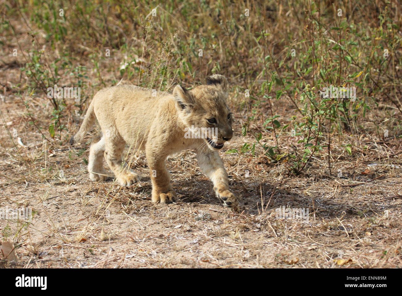 Lion cub walking in the bush Stock Photo - Alamy