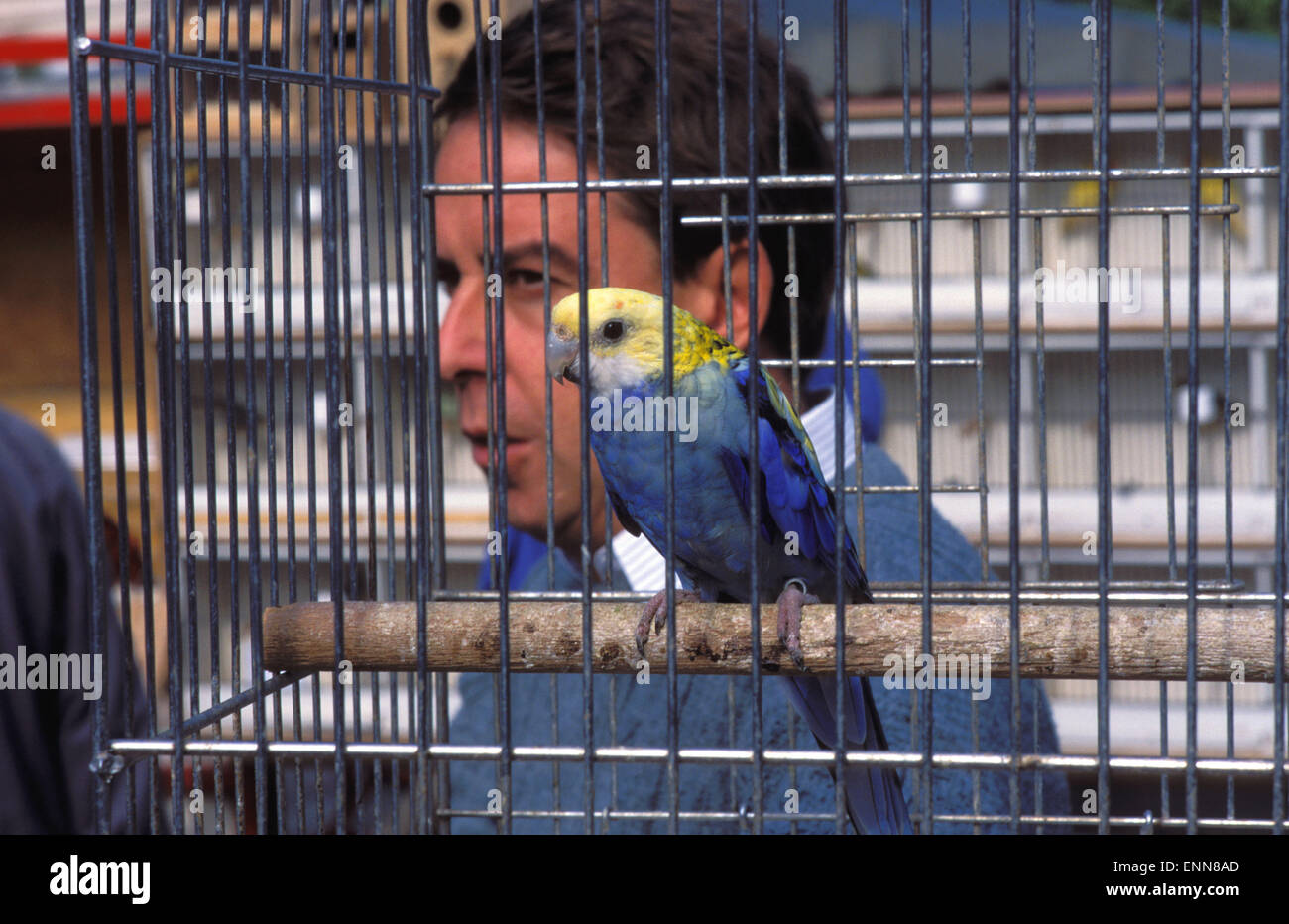 Birds of belgium hires stock photography and images Alamy