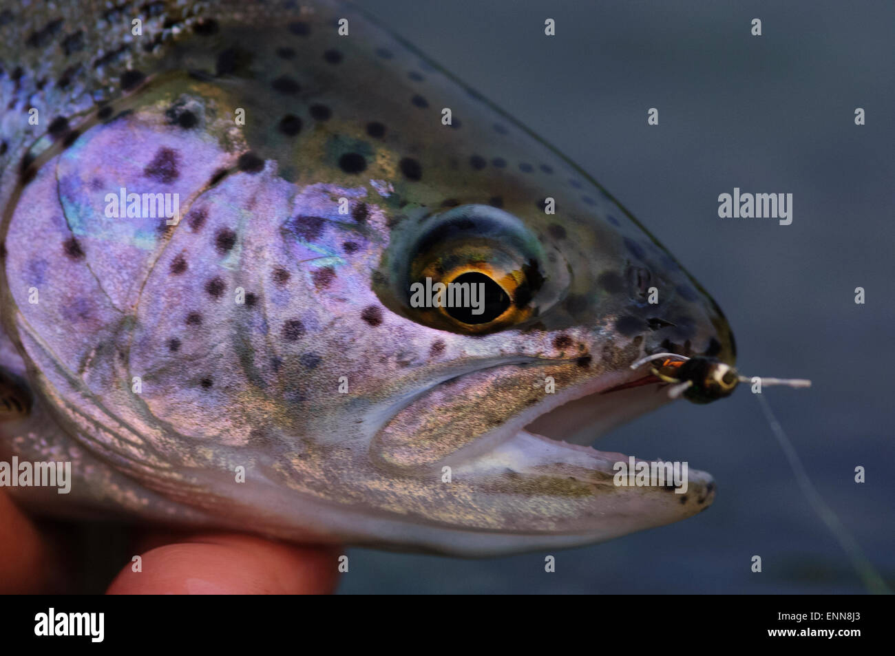 Fly Fishing Patagonia, Argentina Stock Photo Alamy
