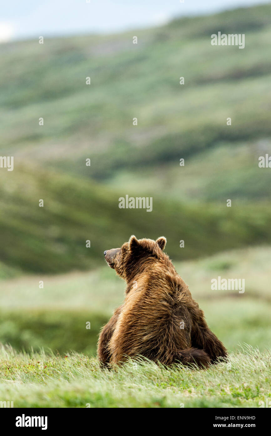 Brown Bear seated in a grass field Stock Photo