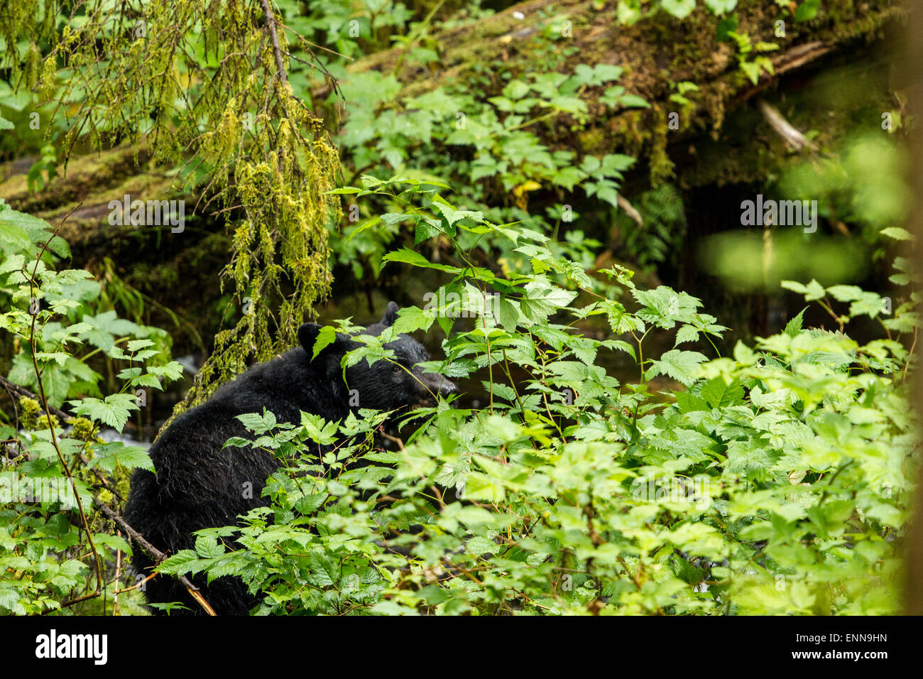 Temperate rain forest animals hi-res stock photography and images - Alamy