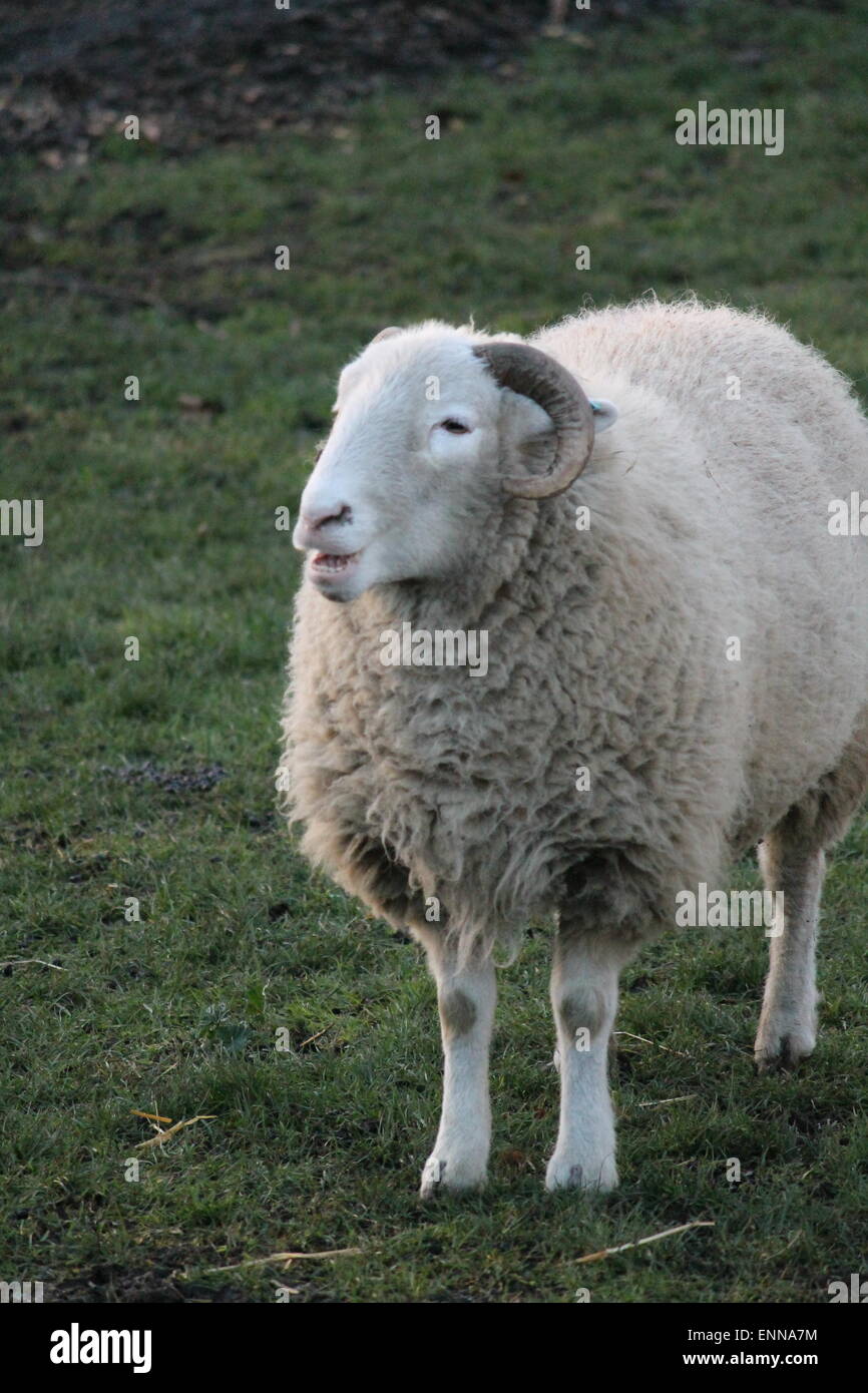 sheep in field green grass in farm field Stock Photo - Alamy