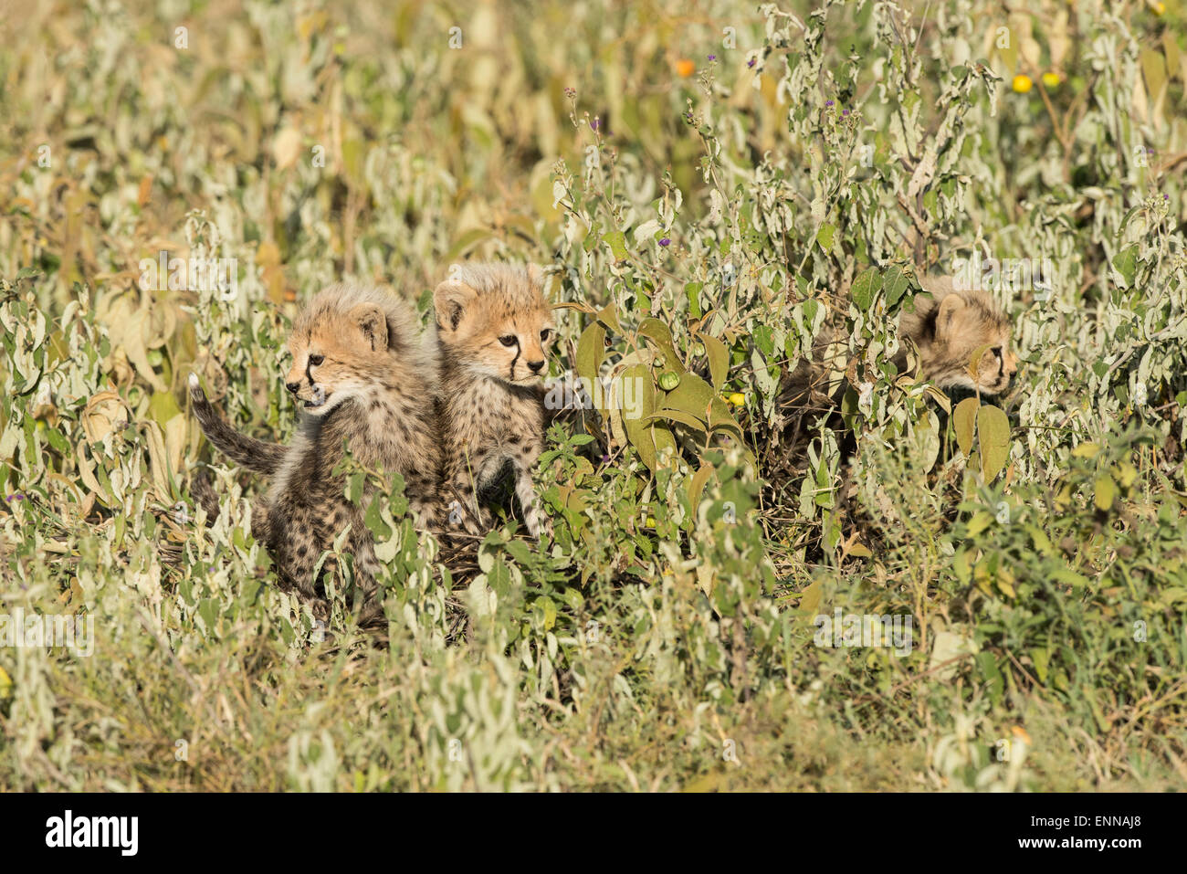 Baby cheetahs in vegetation, Tanzania Stock Photo