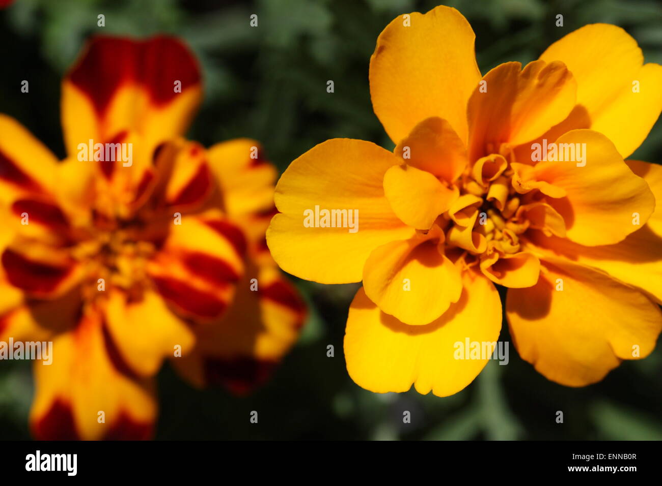 Yellow orange marigold flowers in summer season Stock Photo