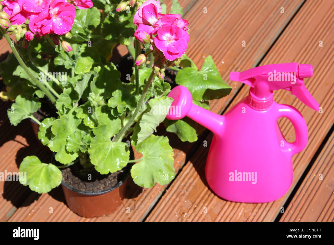 Pink geranium flowers plant with watering can Stock Photo Alamy