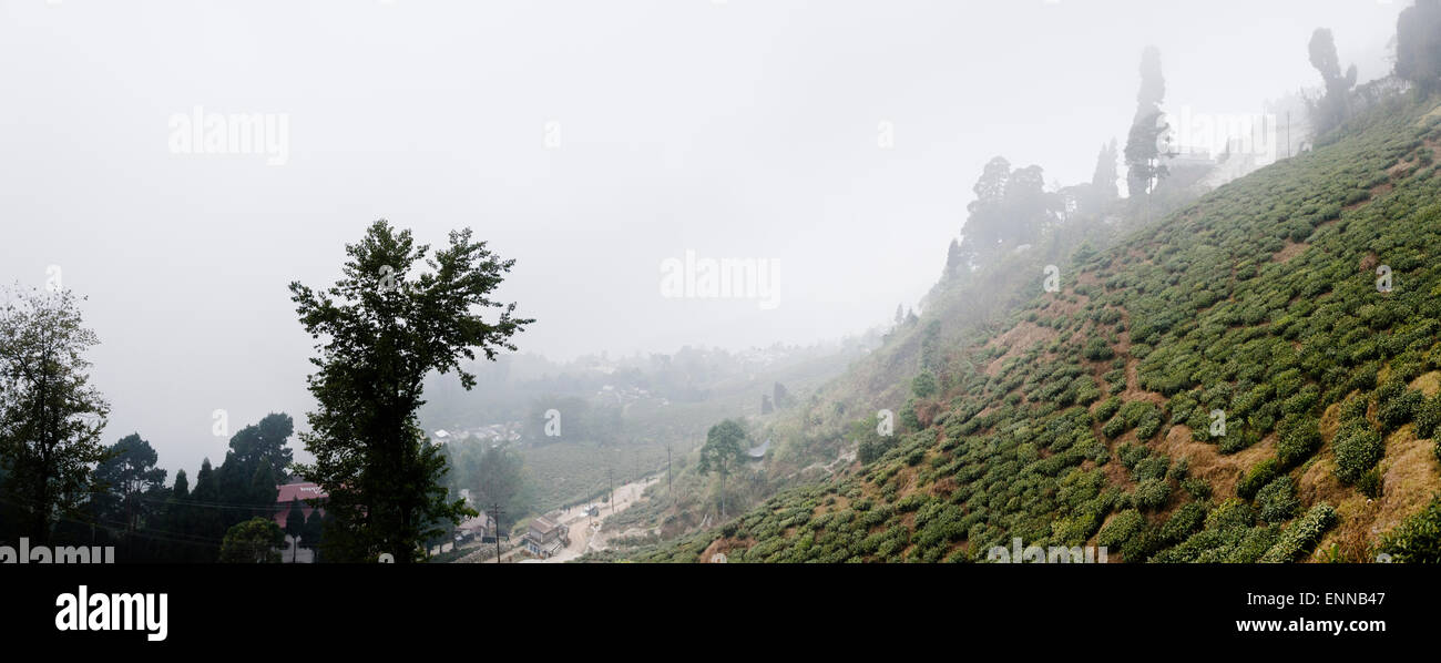 Happy Valley Tea Estate, Darjeeling. Stock Photo
