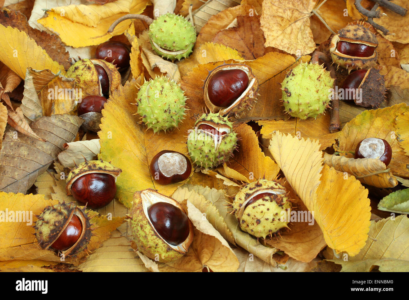 Autumn leaves background - dried leaves and horse chestnuts Stock Photo ...
