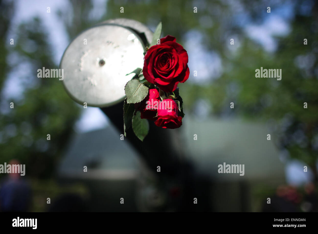 Berlin, Germany. 8th May, 2015. Roses are seen inside a howitzwer model during a memorial ceremony marking the 70th anniversary of the end of World War II at the German-Russian Museum in Berlin, Germany, May 8, 2015. © Zhang Fan/Xinhua/Alamy Live News Stock Photo
