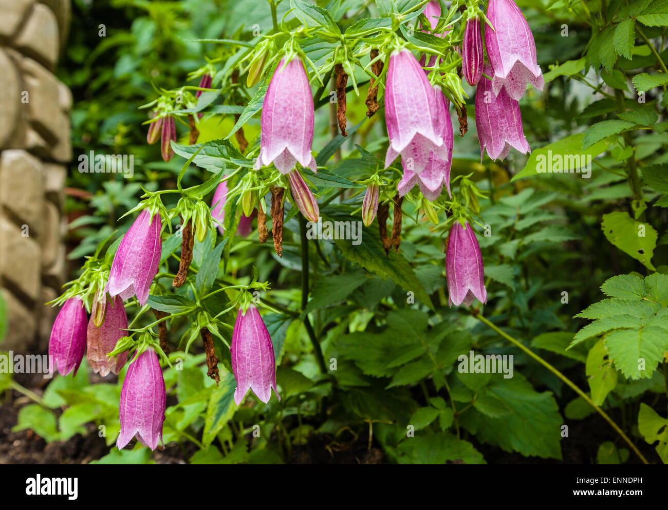 Campanula a versatile perennial. Stock Photo